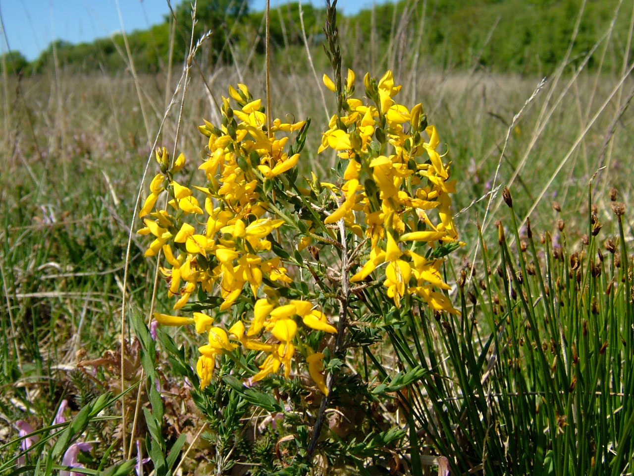 petty-whin-in-flower-on-gower